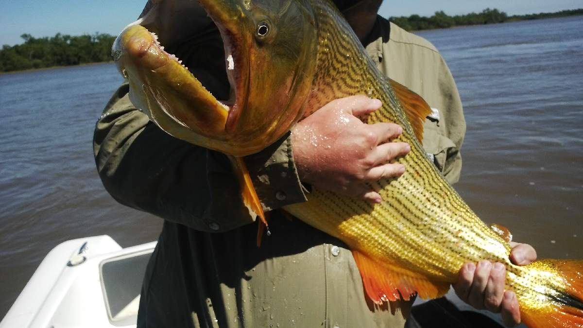 EL 27 DE OCTUBRE ES LA FIESTA DEL DORADO